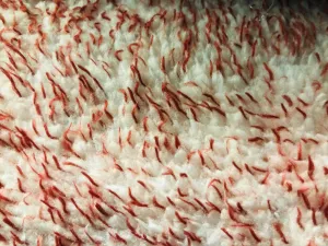 Minky Fleece - Red